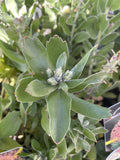 LEUCOSPERMUM TIARA 20CM