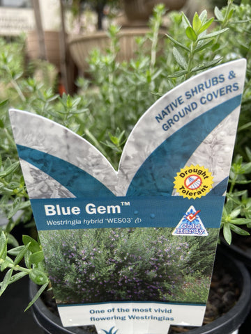 WESTRINGIA BLUE GEM 14CM