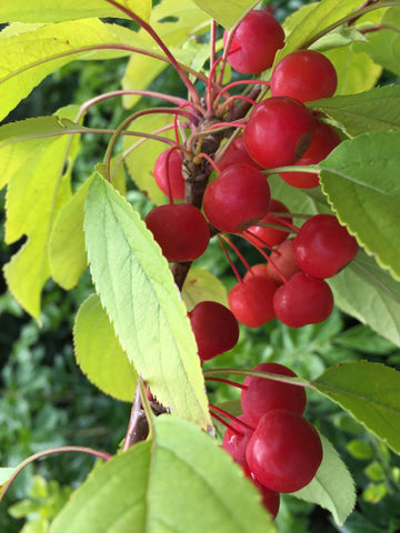 MALUS SUTYSAM SUGAR TYME 33CM