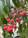 MALUS SUTYSAM SUGAR TYME 33CM
