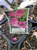 ROSE CLIMBING RUGOSA SCABROSA 20CM 