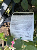 ROSE CLIMBING RUGOSA SCABROSA 20CM 