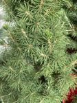 PICEA GLAUCA CHRISTMAS STAR 20CM