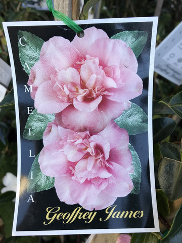 CAMELLIA GEOFFREY JAMES 20CM