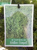 MYOPORUM MALLEE CARPET 14CM