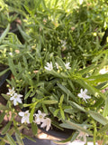 MYOPORUM MALLEE CARPET 14CM