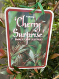 ACMENA CHERRY SURPRISE 30CM