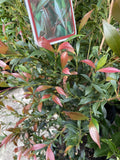 ACMENA CHERRY SURPRISE 30CM