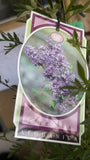 SYRINGA AFGHANICA LILAC 20CM