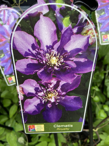 CLEMATIS ROYALTY 20CM 