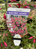 FUCHSIA ELECTRIC LIGHTS 20CM