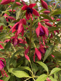 FUCHSIA ELECTRIC LIGHTS 20CM