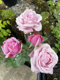 ROSA DELBARD SOEUR EMANUELLE 20CM 