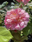 ROSE DELBARD CLAUDE MONET 20CM 