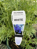 DELPHINIUM 20CM