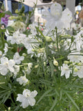 DELPHINIUM 20CM
