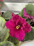 AFRICAN VIOLET ASSORTED COLOURS 115MM