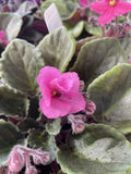AFRICAN VIOLET ASSORTED COLOURS 115MM