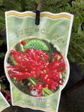 GREVILLEA DEUA FLAME 14CM