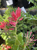 GREVILLEA DEUA FLAME 14CM