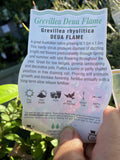 GREVILLEA DEUA FLAME 14CM