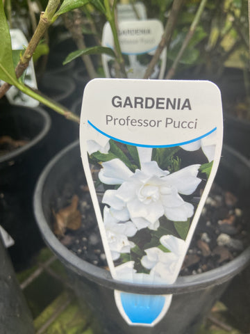 GARDENIA PROFESSOR PUCCI 14CM
