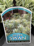 EUPHORBIA SILVER SWAN 17CM