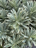 EUPHORBIA SILVER SWAN 17CM