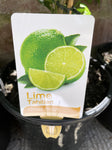 LIME TAHITIAN 20CM