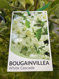 BOUGAINVILLEA WHITE CASCADE 20CM