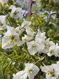 BOUGAINVILLEA WHITE CASCADE 20CM