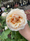 ROSE DIAMOND JUBILEE 20CM