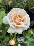 ROSE DIAMOND JUBILEE 20CM