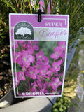 BORONIA MALLEE SUPER DOOPER 14CM