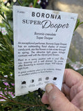 BORONIA MALLEE SUPER DOOPER 14CM