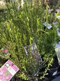 BORONIA MALLEE SUPER DOOPER 14CM