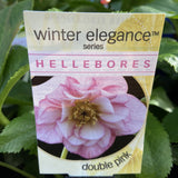 HELLEBORUS WINTER ELEGANCE DOUBLE PINK 14CM 