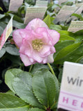 HELLEBORUS WINTER ELEGANCE DOUBLE PINK 14CM 
