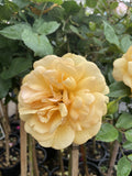 ROSE GOLD MEDAL 20CM 