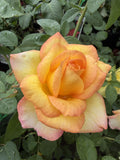 ROSE GOLD MEDAL 20CM 
