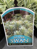 EUPHORBIA SILVER SWAN 25CM