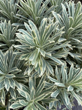 EUPHORBIA SILVER SWAN 25CM