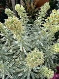 EUPHORBIA SILVER SWAN 25CM