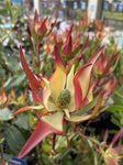 LEUCADENDRON JACK HARRE 20CM