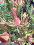 LEUCADENDRON JACK HARRE 20CM