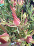 LEUCADENDRON JACK HARRE 20CM