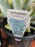 COTYLEDON SILVER WAVES 20CM