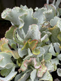 COTYLEDON SILVER WAVES 20CM
