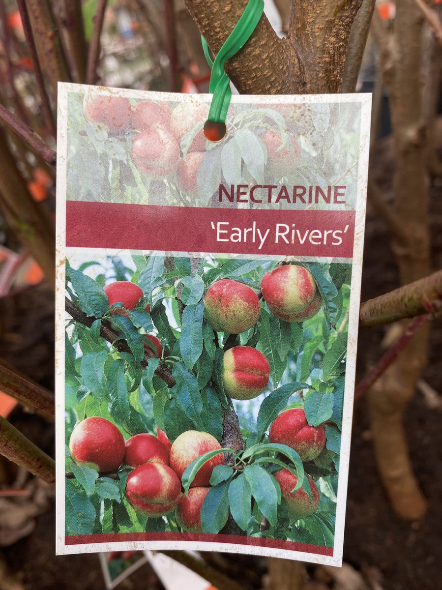 NECTARINE EARLY RIVERS 33CM – Poyntons Nursery