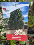 PYRUS CHANTICLEER 25CM
